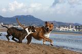 AMSTAFF  ADULT & PUPPIES 036